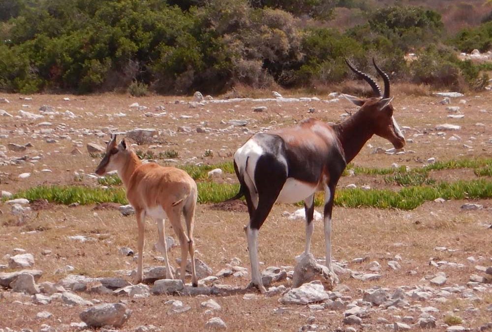 De Hoop Nature Reserve