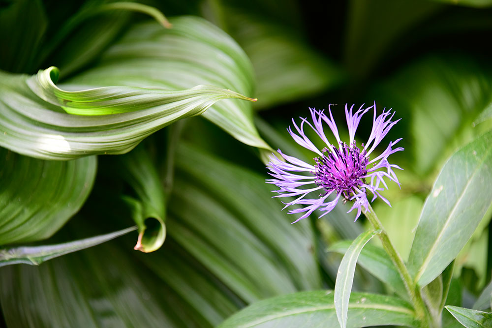 Chelsea Physic Garden