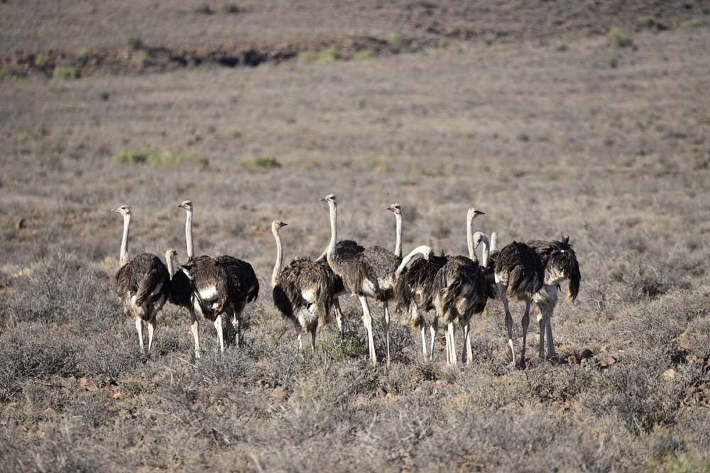 Karoo National Park